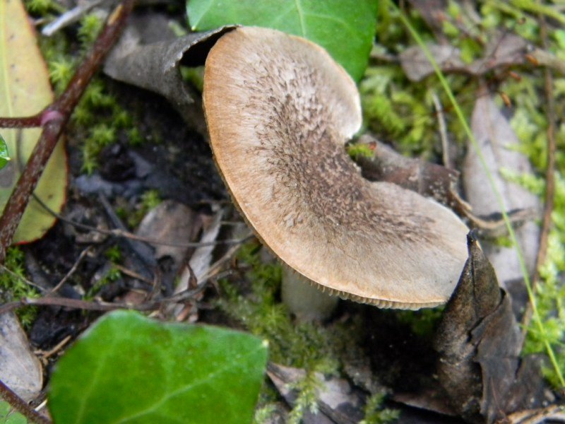 1902 Febbraio vecchio ritrovamento